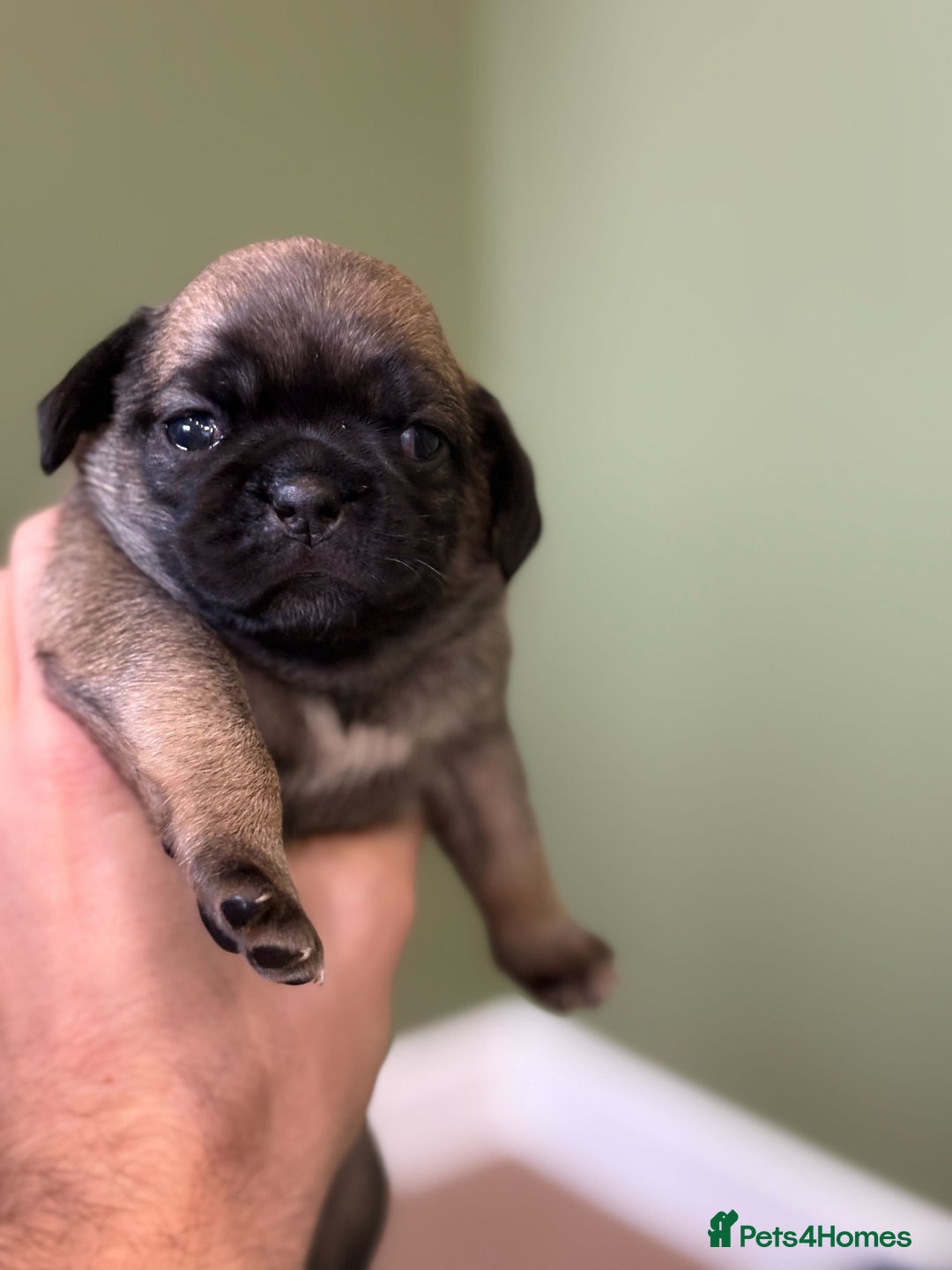 Puggle dogs for sale: Puggle Puppies – Basildon – Ready 12th Dec! - Image 7