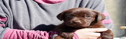 Labrador Retriever dogs for sale: Chocolate Labrador puppies Kc reg health tested - Advert 16