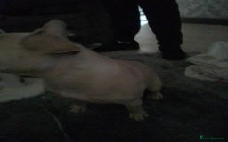 French Bulldog dogs for sale: *18 month old champagne male Frenchie* - Image 3