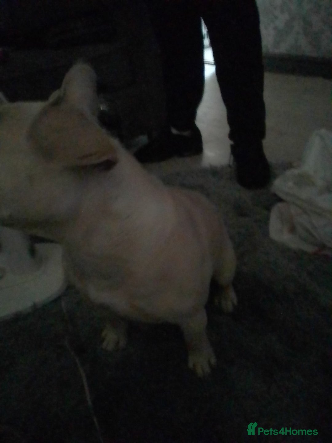 French Bulldog dogs for sale: *18 month old champagne male Frenchie* - Image 3