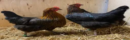 Chickens poultry for sale: Black Copper Marans  - Advert 2