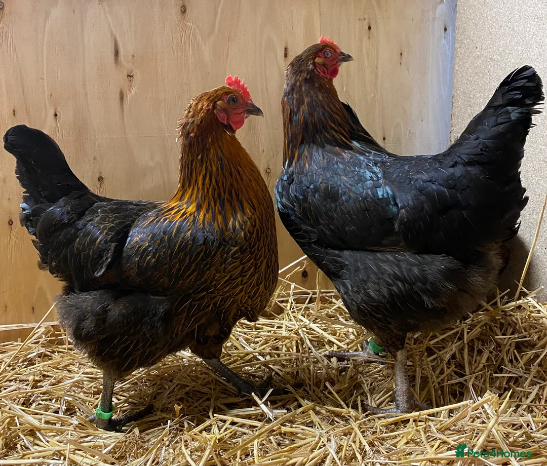 Chickens poultry for sale: Black Copper Marans  - Advert 2