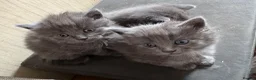 Mixed Breed cats for sale: 4 lovely grey kittens ready for new hones - Advert 3