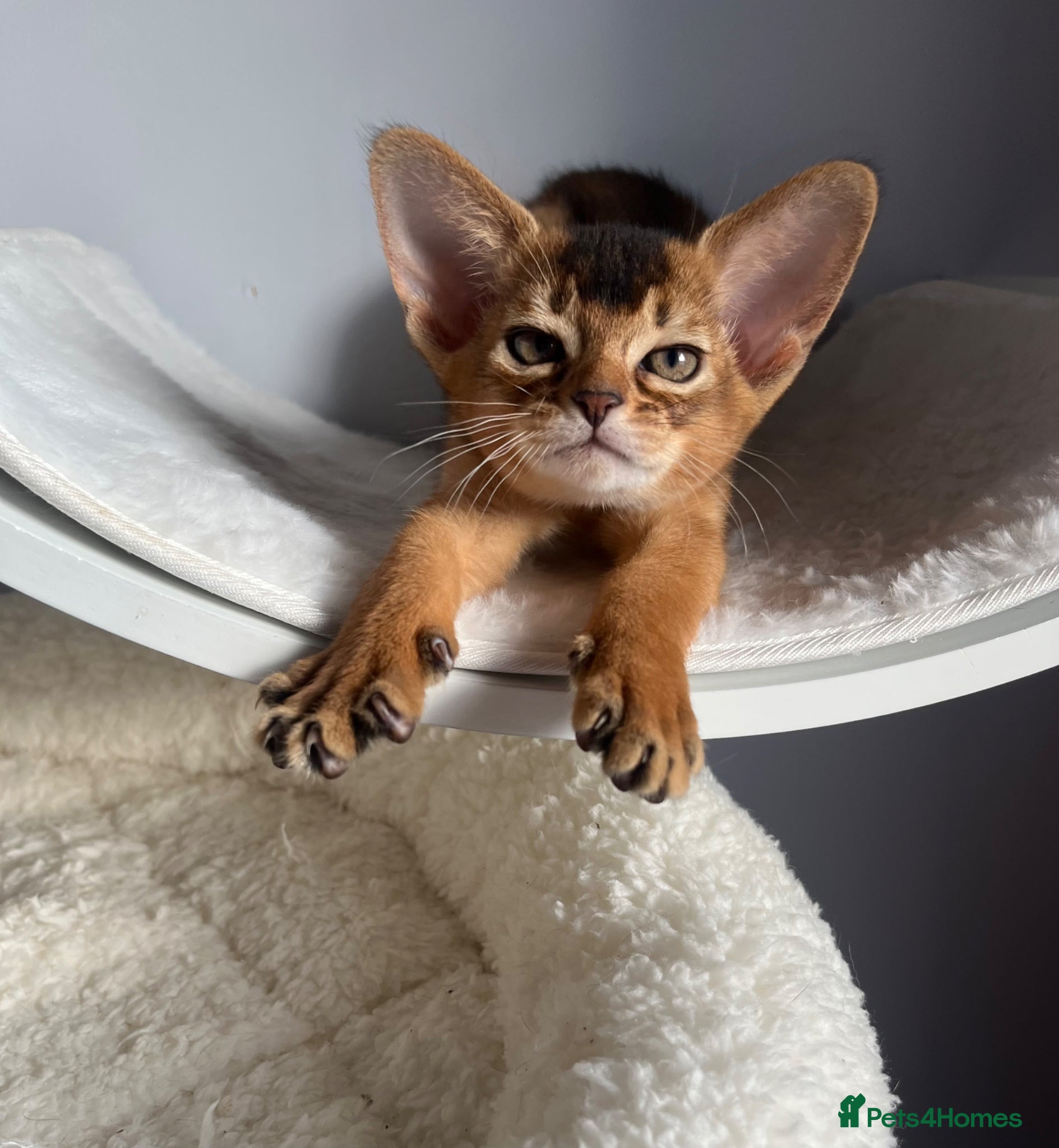 Abyssinian cats Adorable Abyssinian kittens - Advert 2