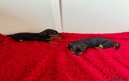 Dachshund dogs for sale: Mini dachshund puppies, PRA clear, health tested - Image 16