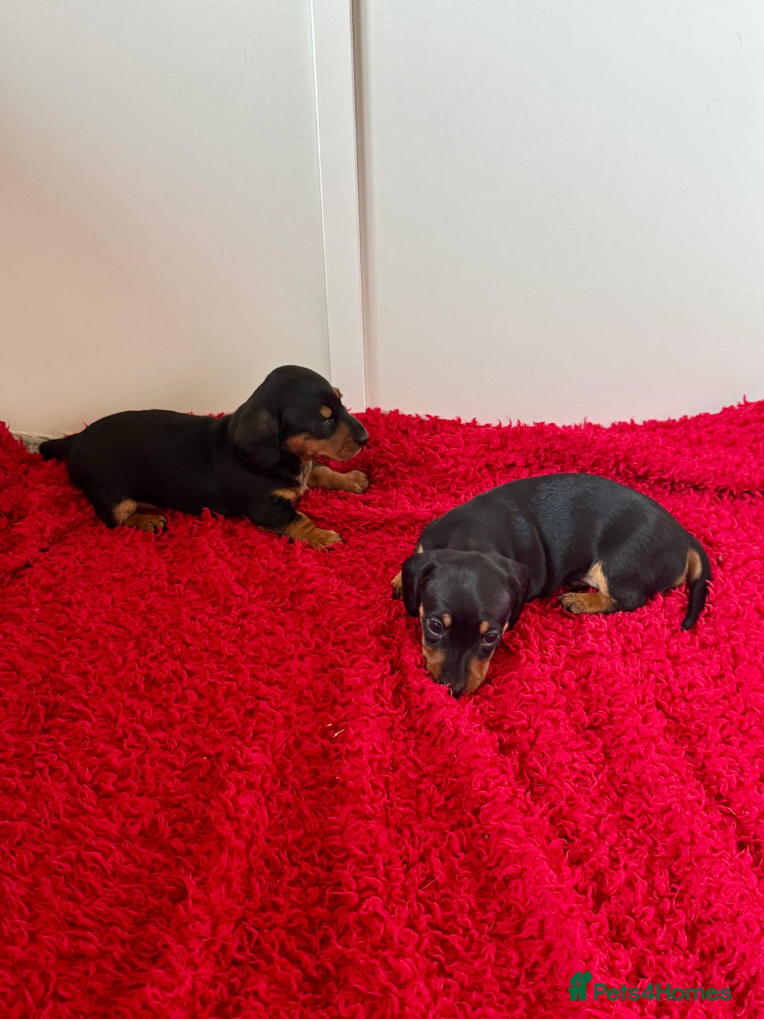 Dachshund dogs for sale: Mini dachshund puppies, PRA clear, health tested - Image 16