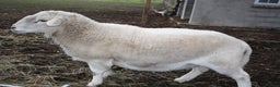 Sheep livestock for sale: Easycare Ram - Advert 1