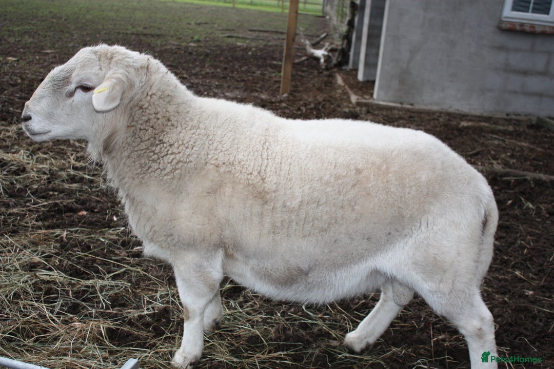Sheep livestock for sale: Easycare Ram - Advert 1