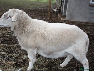 Sheep livestock Easycare Ram - Advert 2