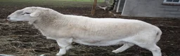 Sheep livestock for sale: Easycare Ram - Advert 1