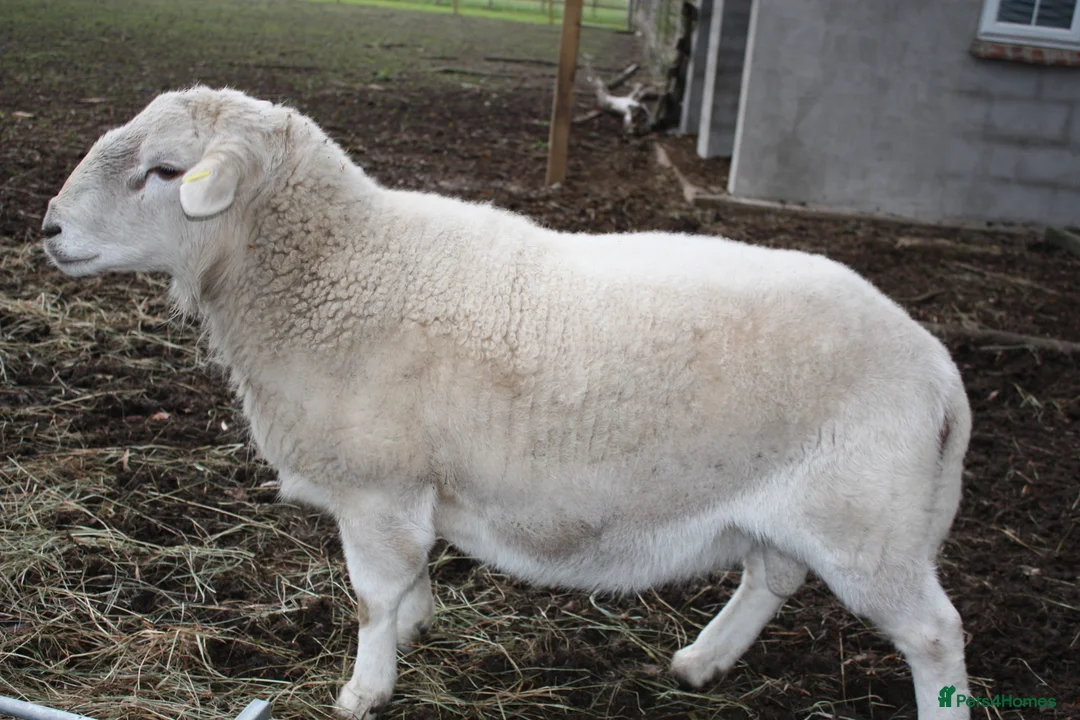 Sheep livestock for sale: Easycare Ram - Advert 1