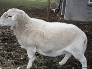 Sheep livestock Easycare Ram - Advert 10