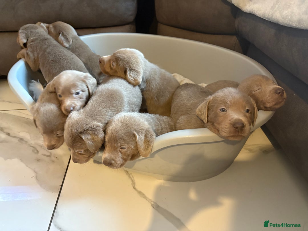Labrador Retriever dogs for sale: Silver Labrador retriever puppies - Advert 33