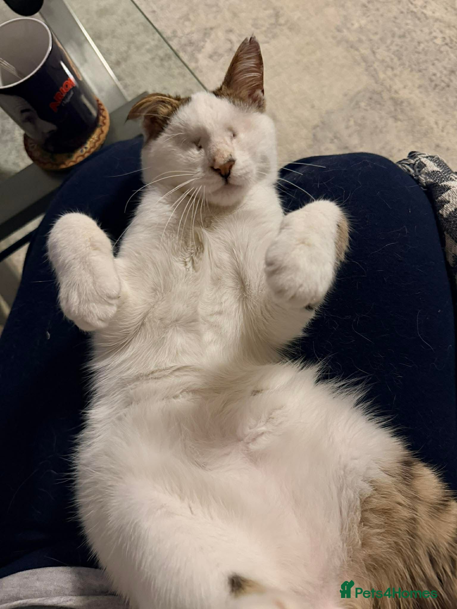Mixed Breed cats for adoption: Charlie the cuddlebug - Advert 8