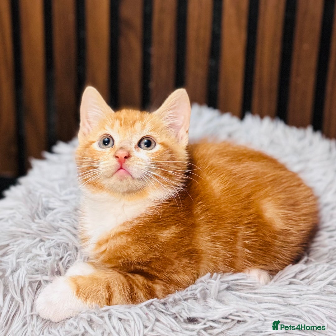 Mixed Breed cats for sale: 🎃 4 Pumpkin Gingers & 2 Phantom Kittens 👻 - Image 7