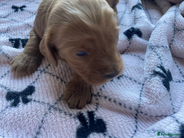Cavapoo dogs - Advert 6