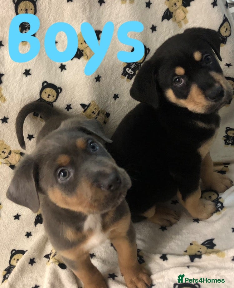 Mixed Breed dogs for sale: Rottweilerx puppy’s - Advert 12