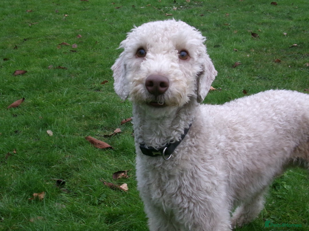 Bedlington Terrier dogs for stud: Liver Bedlington, KC reg, CT clear Stud dog - Advert 5
