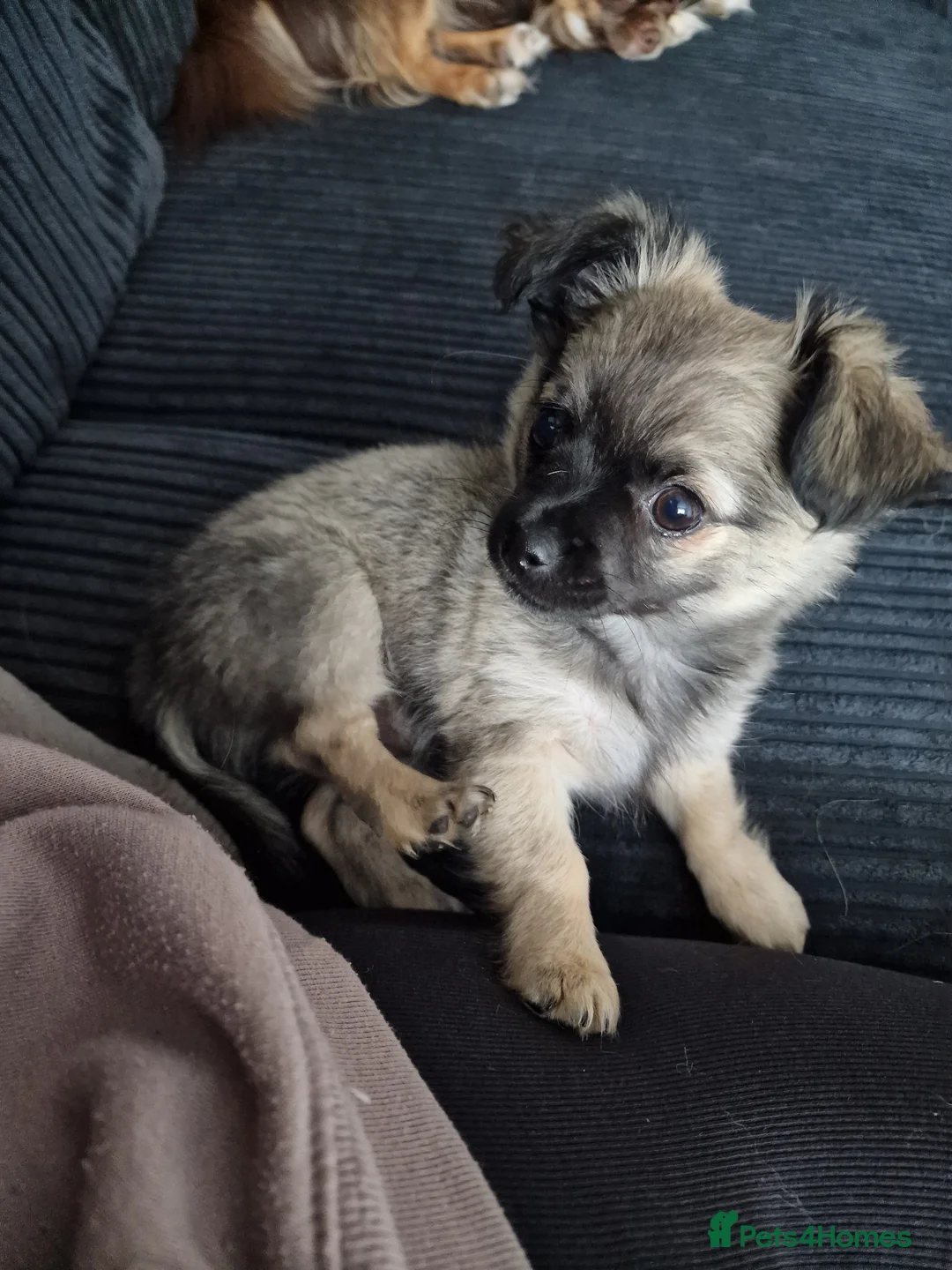 Chihuahua dogs for sale: **READY NOW** ONE left!! Beautiful Ebony.. 🥰🥰 ** - Advert 2