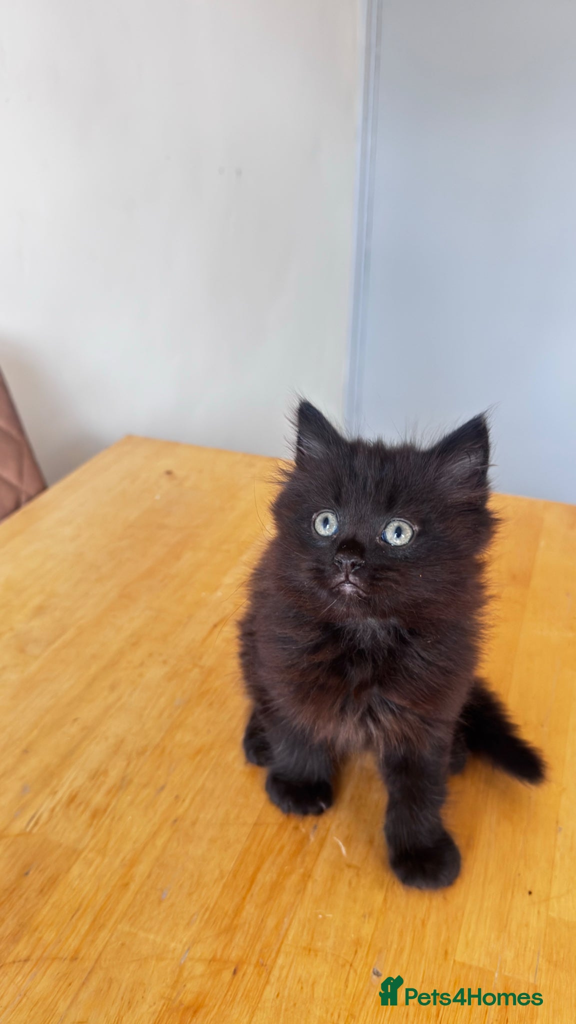 British Longhair cats Female kitten for sqle  - Advert 2