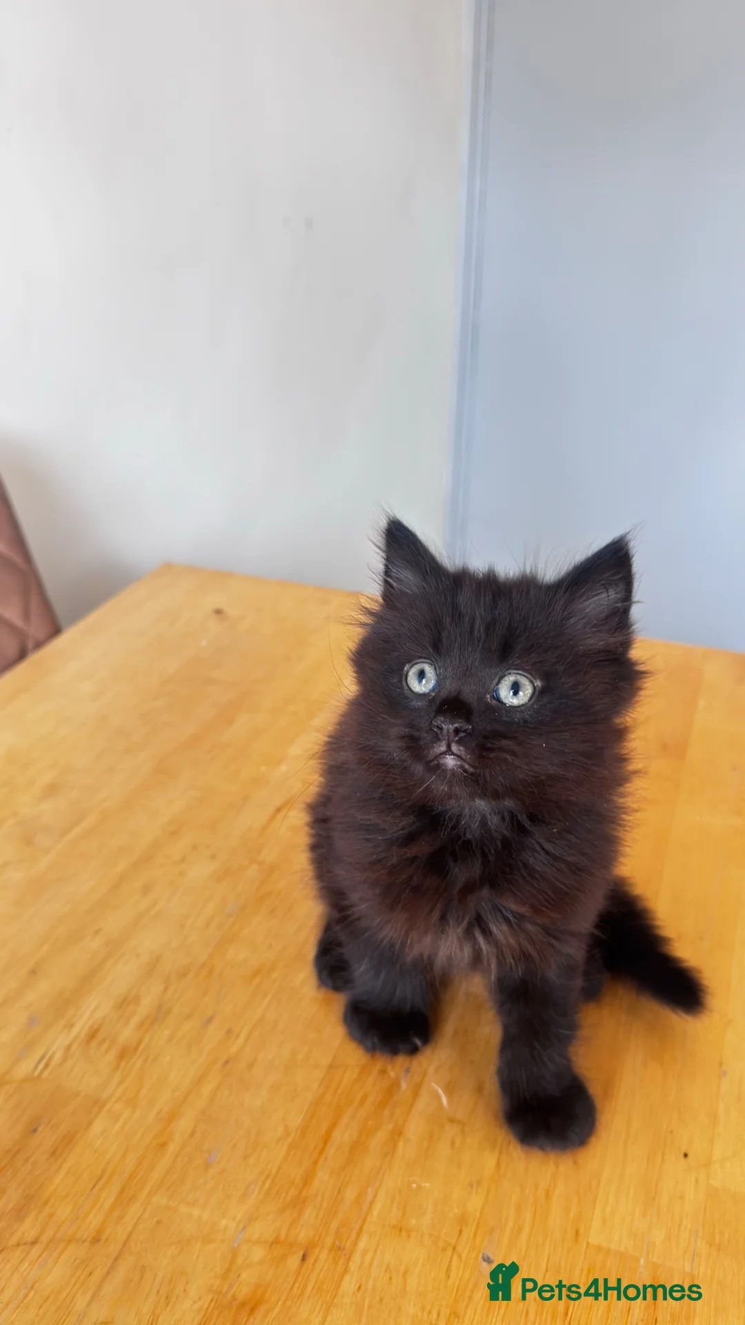 British Longhair cats for sale: Female kitten  - Advert 2