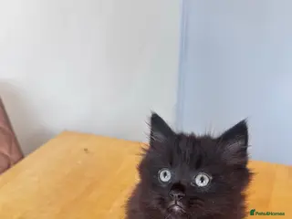 British Longhair cats Female kitten for sqle - Advert 2