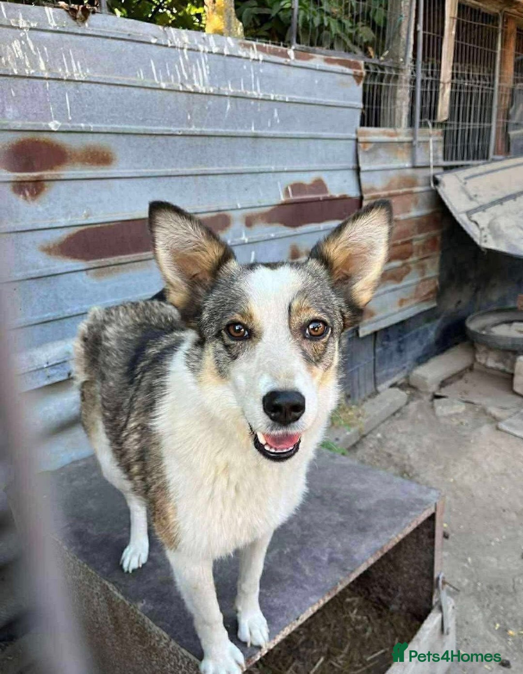 Mixed Breed dogs for adoption: 💕 Meet Ripple - Advert 1