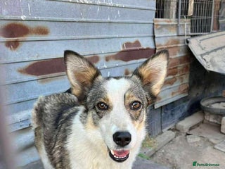 Mixed Breed dogs 💕 Meet Ripple - Advert 2