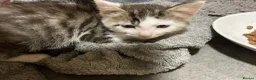 Bengal cats for sale: One beautiful boy left 💙 - Advert 13
