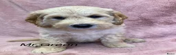 Labradoodle dogs for sale: Multigenerational labradoodle puppies - Advert 10