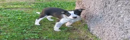 Border Collie dogs for sale: Adorable female sheepdog pups for sale  in Brecon - Advert 5