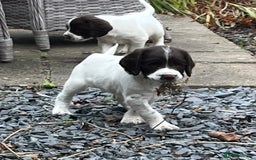 English Springer Spaniel dogs for sale: Springer spaniel puppies - Advert 18