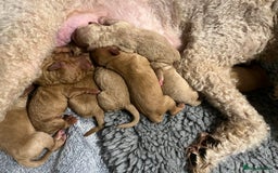 Mixed Breed dogs for sale: Mini Golden Doodle’s - Image 5