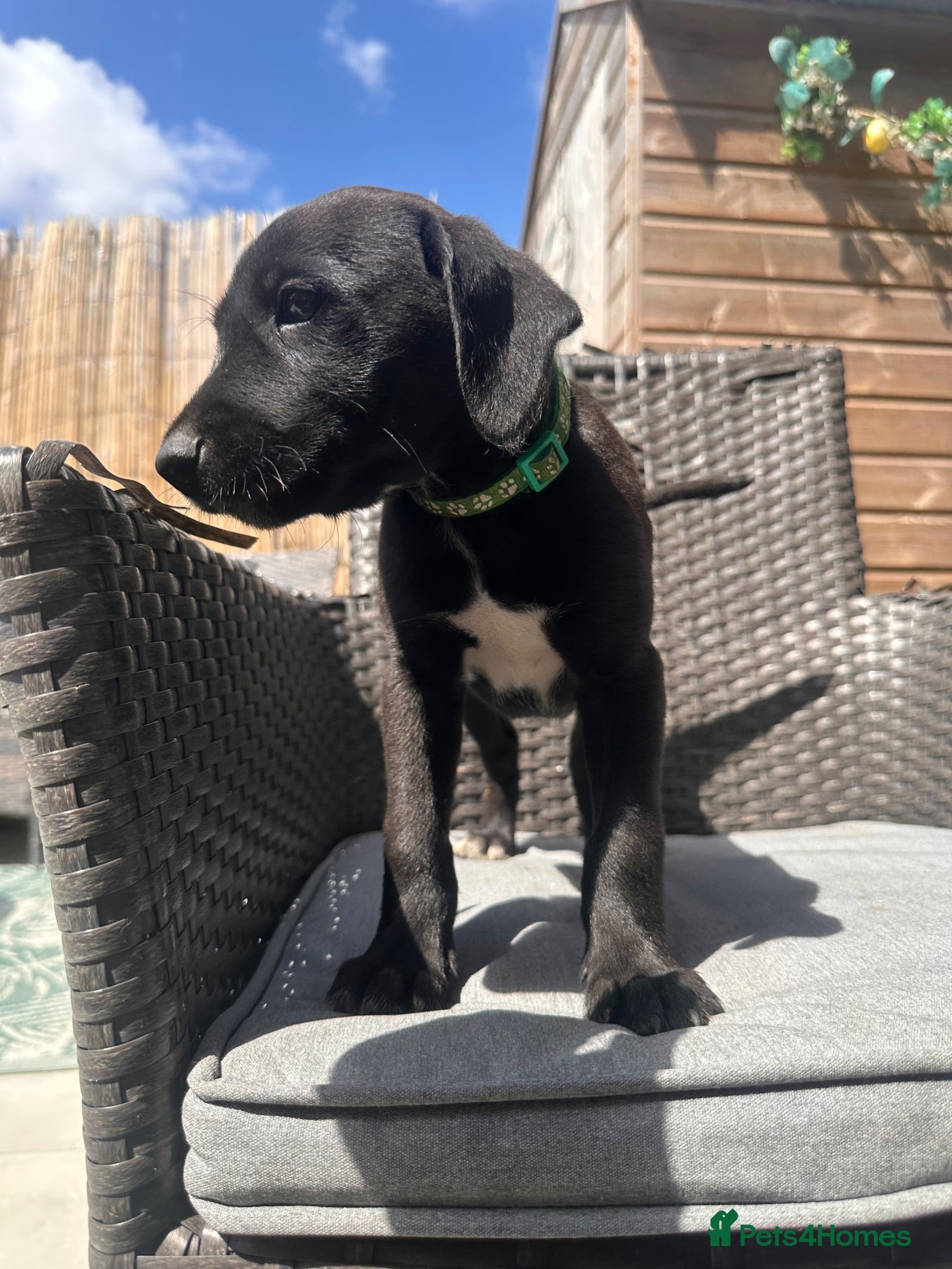 Mixed Breed dogs 3 boys available Labrador cross  - Advert 8