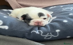 French Bulldog dogs for sale: Fluffy French Bulldogs - Image 4