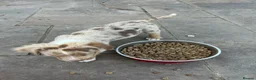 Olde English Bulldogge dogs for stud: Old english Bulldoge Fluffy PROVEN - Advert 5