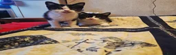 British Shorthair cats for sale: Kittens - Advert 1