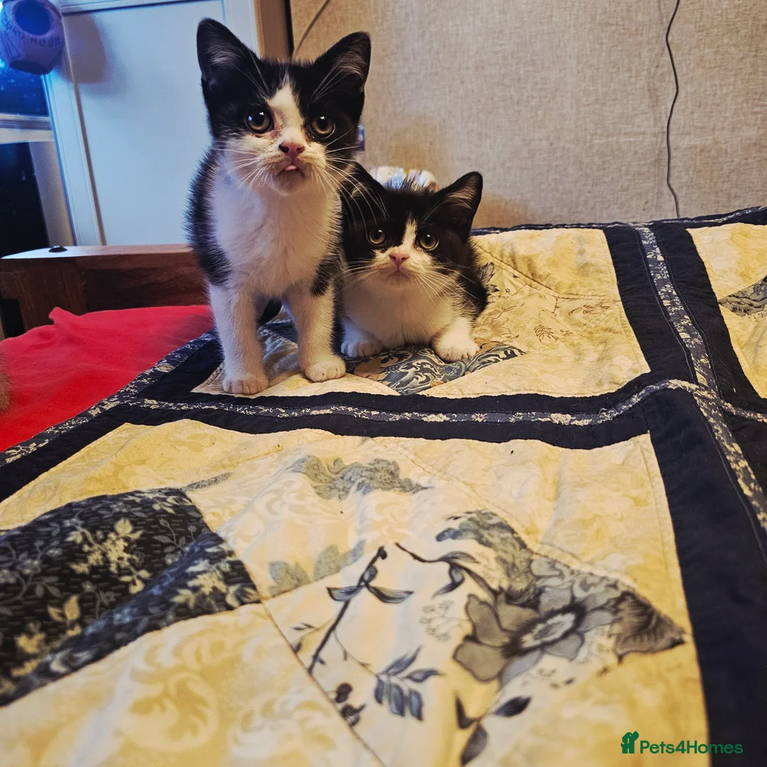British Shorthair cats for sale: Kittens - Advert 1