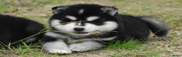 Pomsky dogs for sale: Genuine Pomsky puppies from health tested parents - Advert 11