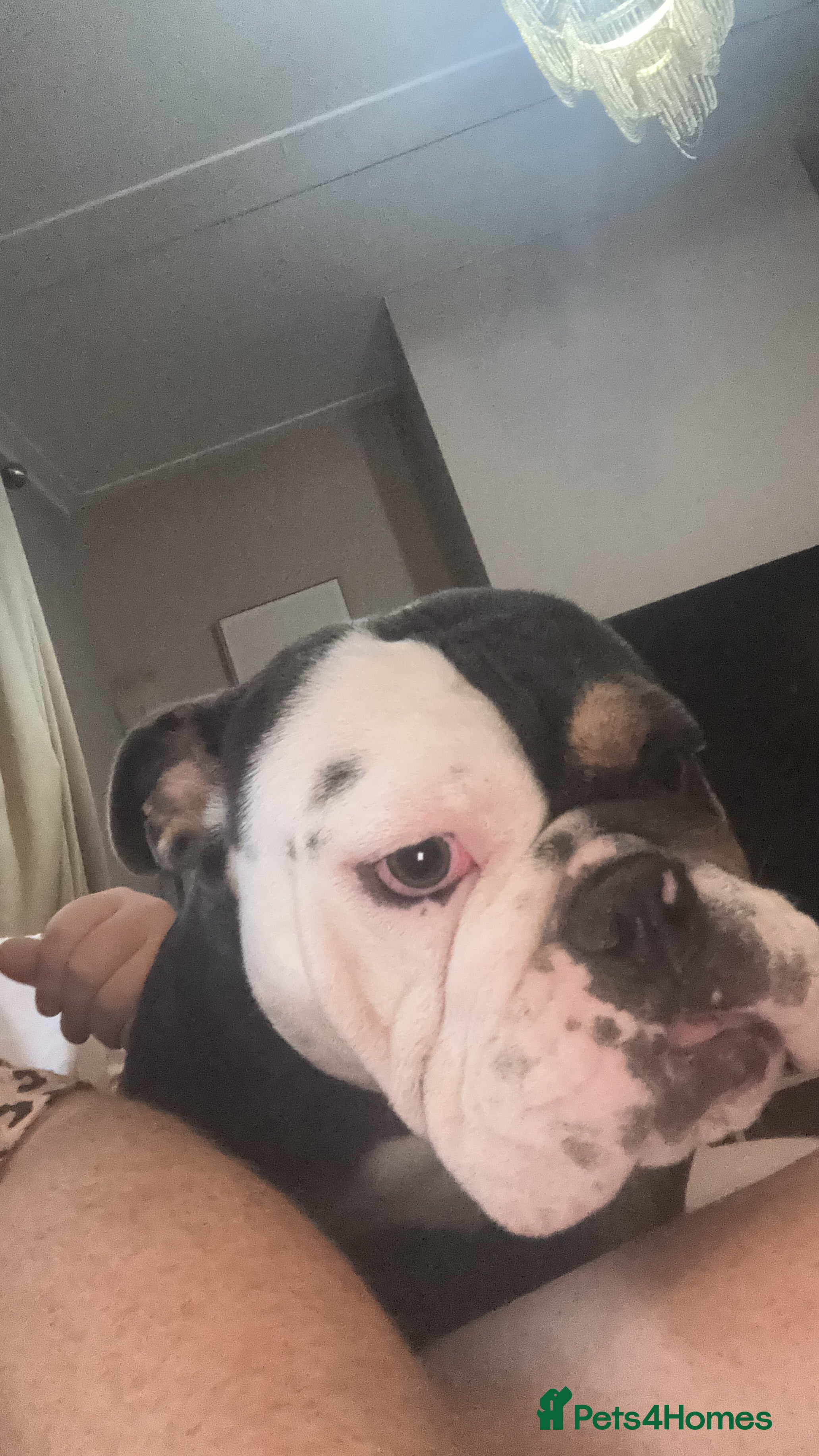 English Bulldog dogs rehoming our 1 year old bulldog - Advert 6