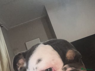 English Bulldog dogs rehoming our 1 year old bulldog - Advert 1