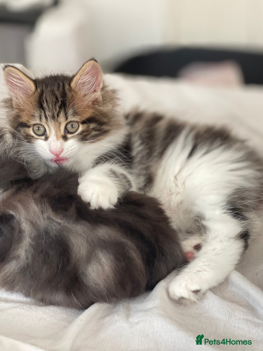 Kurilian Bobtail cats for sale: Reserved Kurilian Bobtail  kitten in spring  - Advert 17