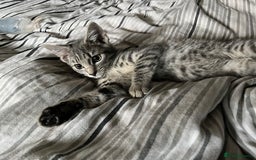 Mixed Breed cats for sale: 1 beautiful female tabby kitten - Image 3
