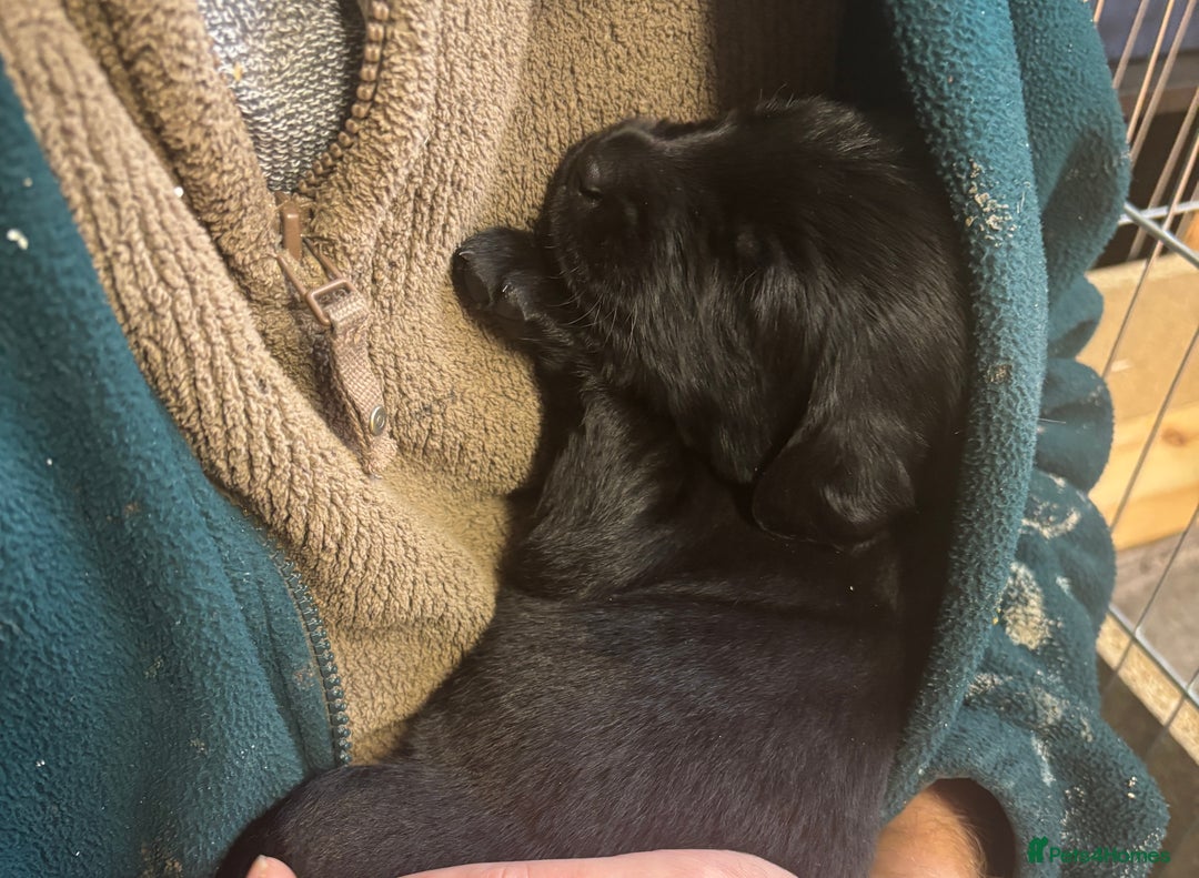 Mixed Breed dogs for sale: Flat Coat x Golden + Flat Coat x Labrador Puppies  - Advert 14