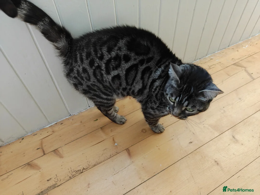 Bengal cats for sale: Bengal female seeking loving home - Advert 7