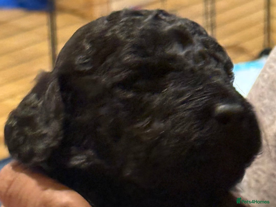 Cockapoo dogs for sale: F1 Cockapoo's - Image 18