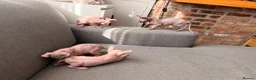 Sphynx cats for sale: Beautiful Sphynx kittens  - Advert 10