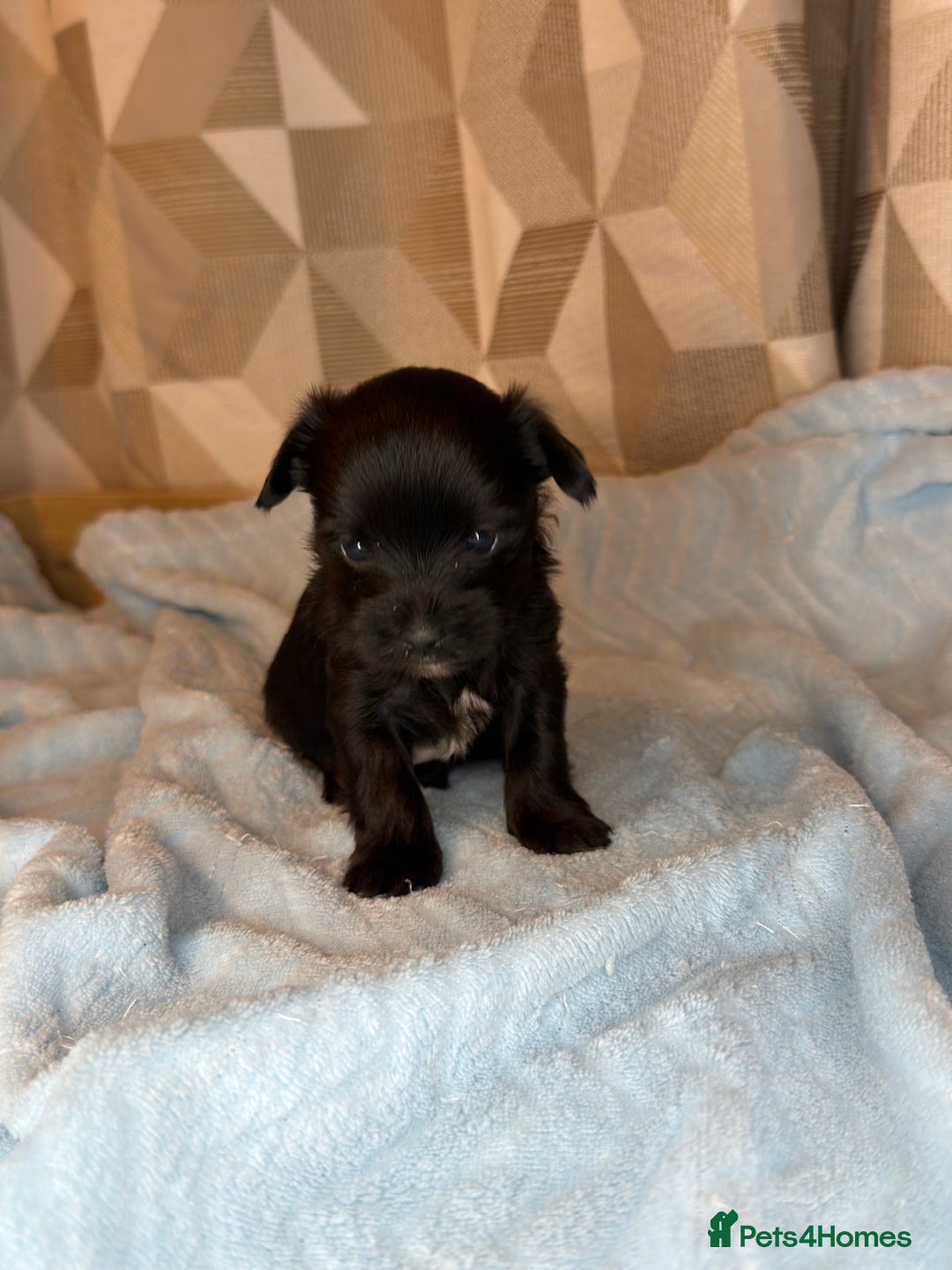 Yorkshire Terrier dogs for sale: For sale Tiny Yorkshire Terrier - Advert 9