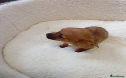 Chorkie dogs for sale: Chihuahua x Yorkshire terrier  - Image 11