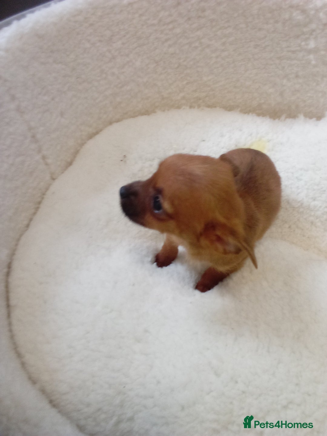 Chorkie dogs for sale: Chihuahua x Yorkshire terrier  - Image 11